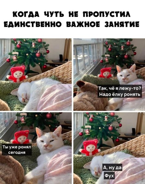 Новогодние мемы с котами
