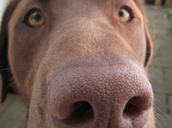 Собака с большим носом