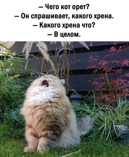 Кот орет какого хрена в целом