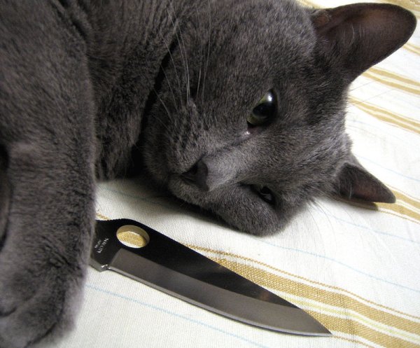 Котик с ножиком