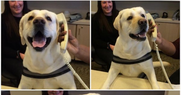 Лабрадор Мем