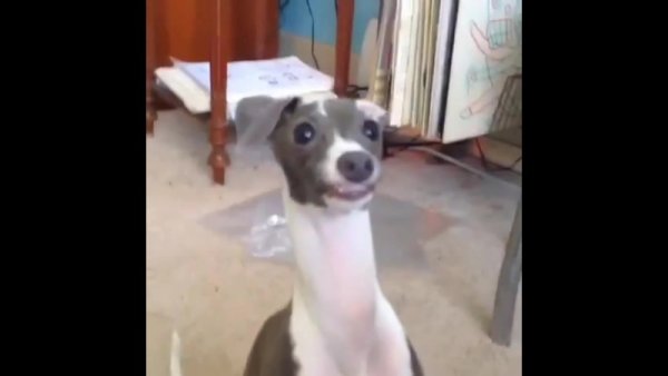 Собака из тик тока