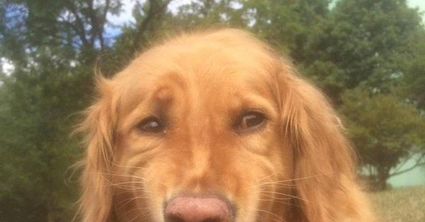 Собака улыбается Мем