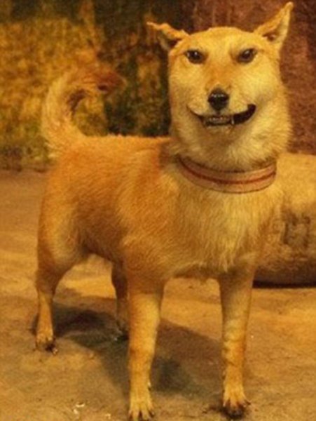 Рыжая собака