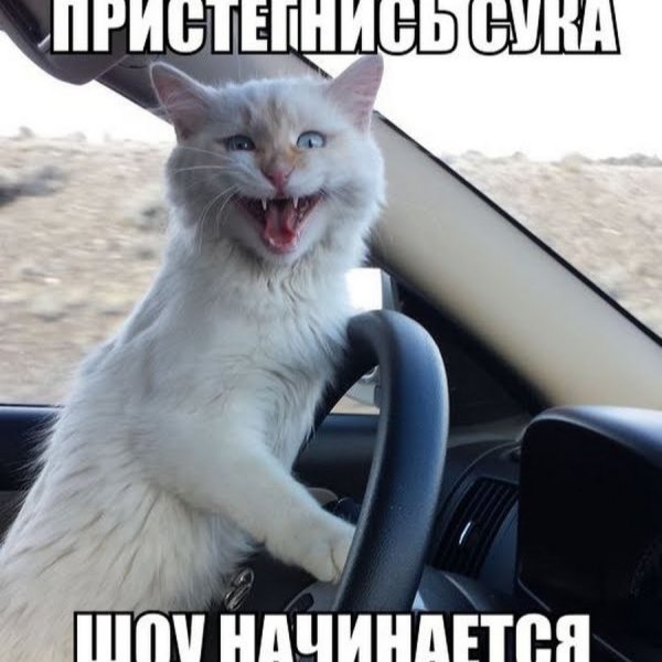 Кот за рулем