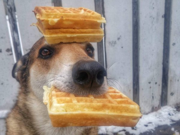 Собака вафля