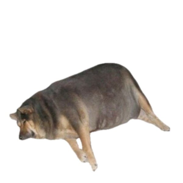 Толстая собака