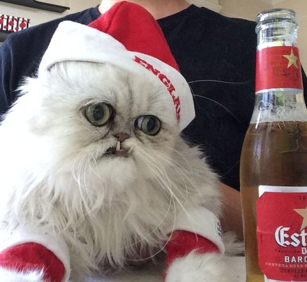 Новогодние мемы с котом