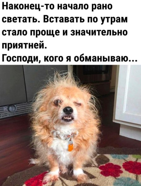 Сонная лохматая собачка