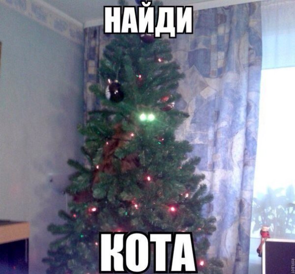 Кот и елка приколы