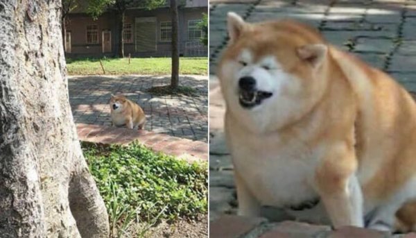 Толстая Акита ину