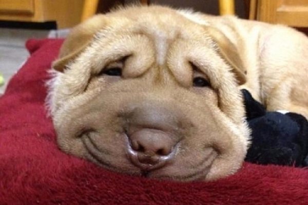 Смешные собаки