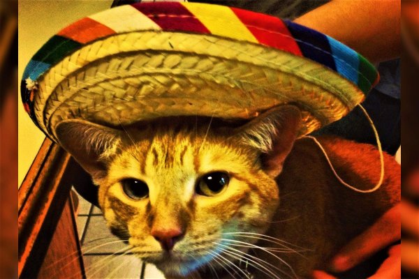 Кот мексиканец