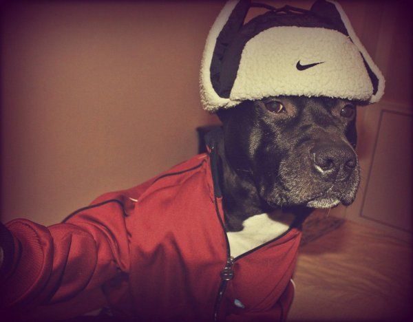 Собака в адидасе