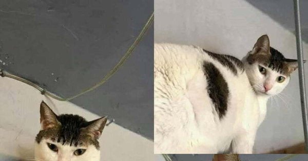 Кот с длинной челкой