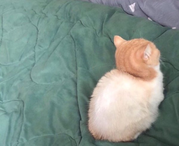 Котенок обиделся