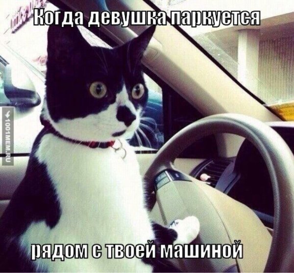 Котик в машине