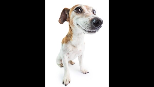 С собакой и бутылкой