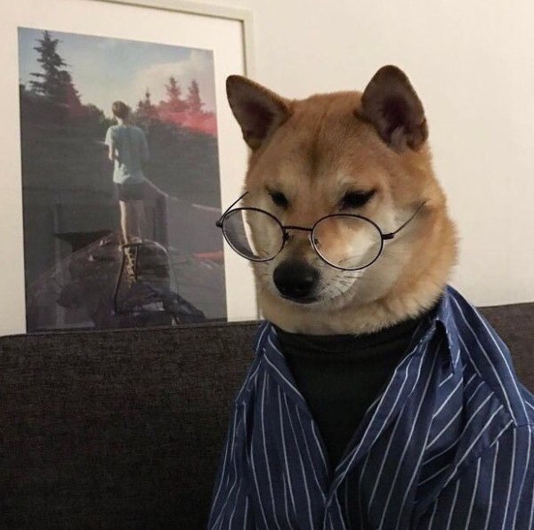 Фурсьют Шиба ину