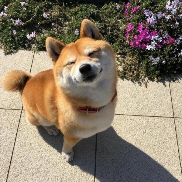 Акита Шиба ину