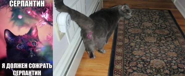 Кот в мишуре