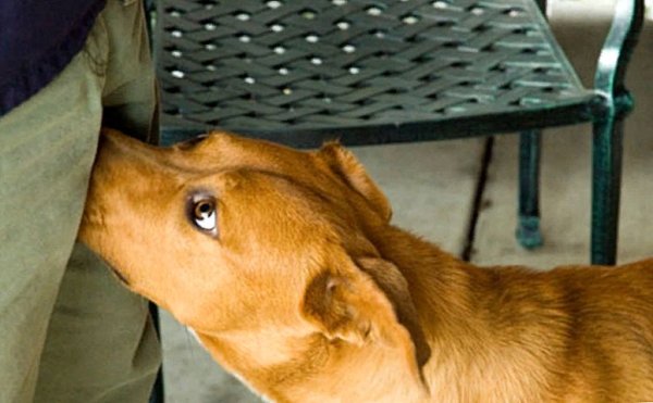 Собачий запах