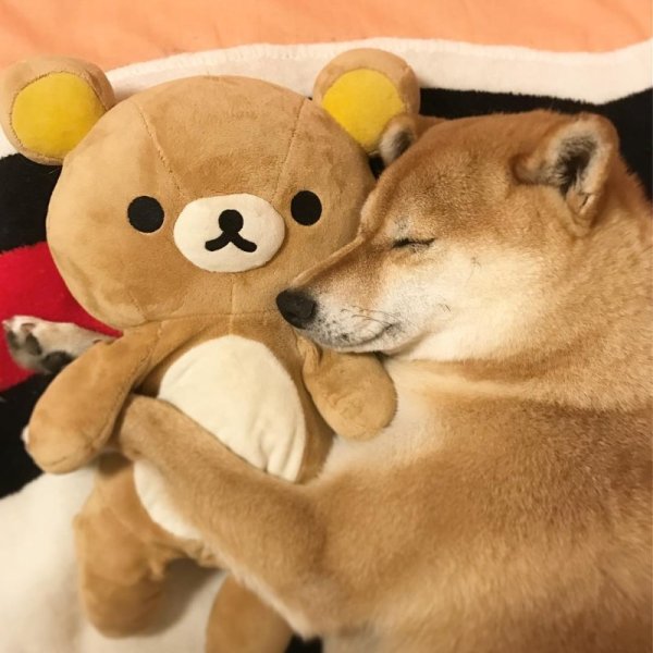 Акита и сиба ину