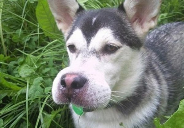 Собаку укусила пчела