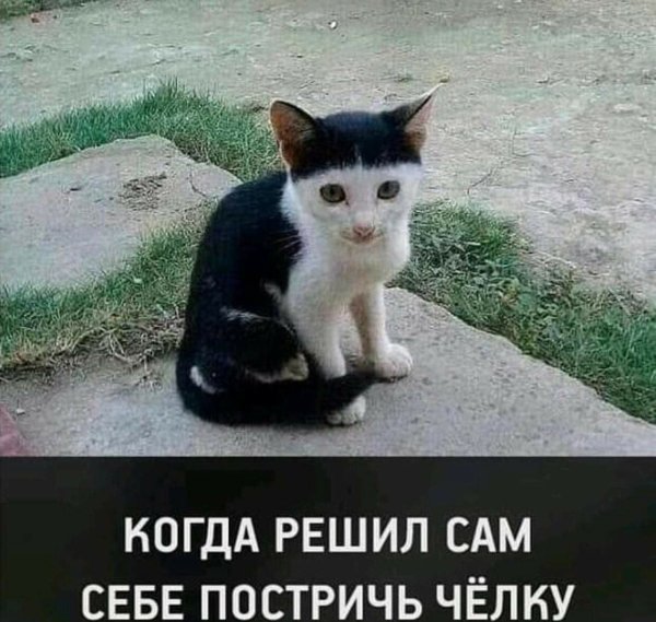 Кот с черной челкой