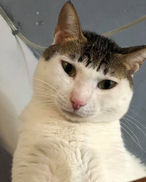 Котик с челочкой