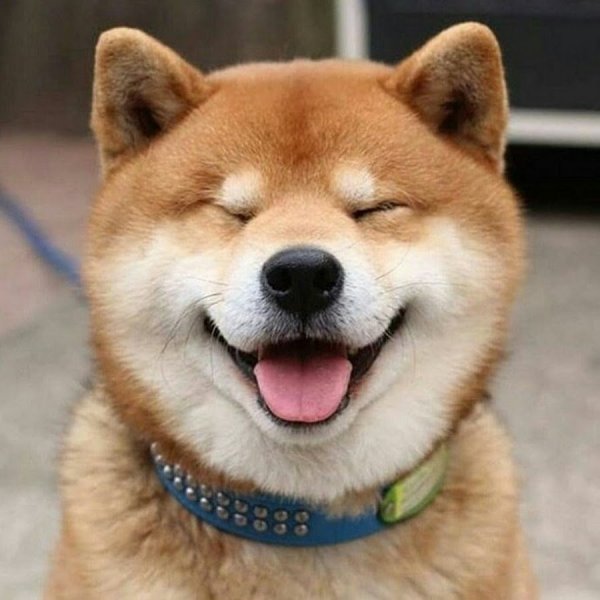 Порода сиба ину