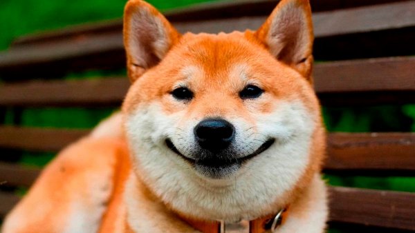 Сиба-ину Doge