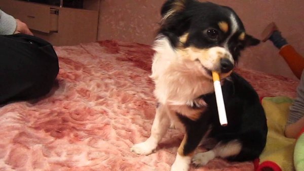 Собака с сигаретой