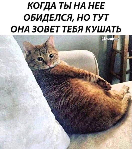 Обиженные котики