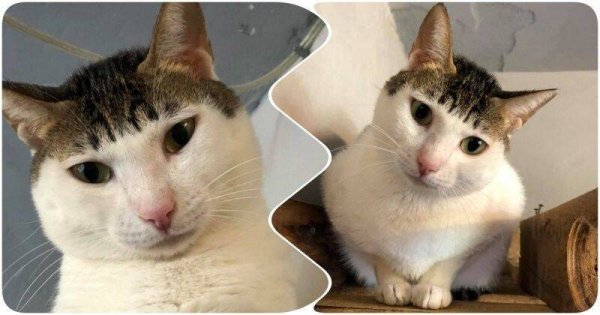 Кот со смешной челкой