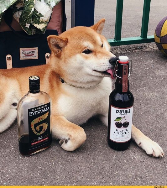 Сиба ину и ретривер