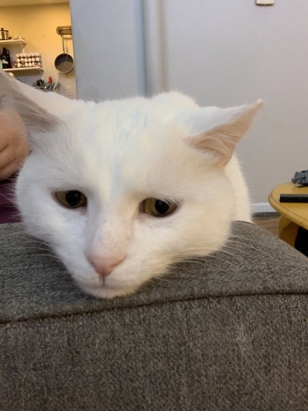 Популярные кошки