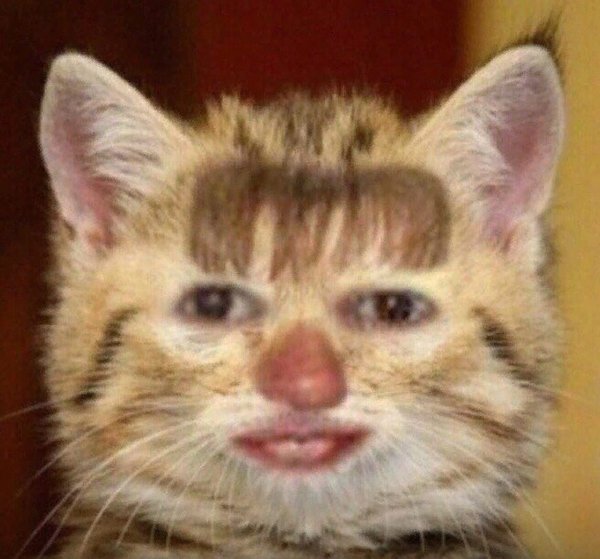 Кот с челкой Мем