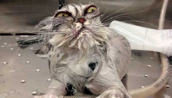 Мокрая кошка