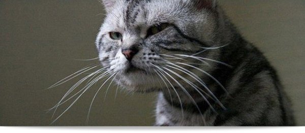 Кошка с подозрительным взглядом