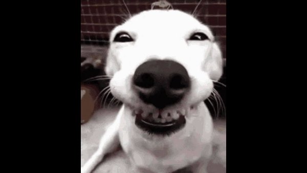 Собака в скайпе