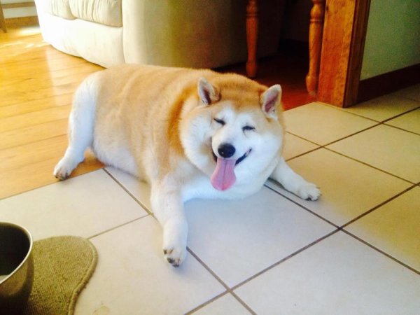 Толстая Акита ину