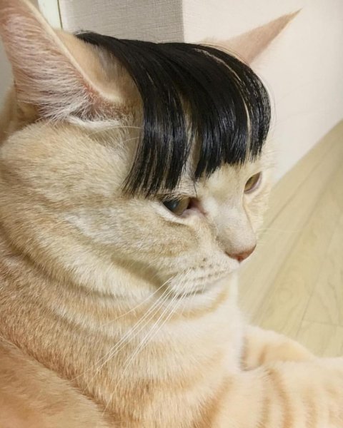 Кот с прической