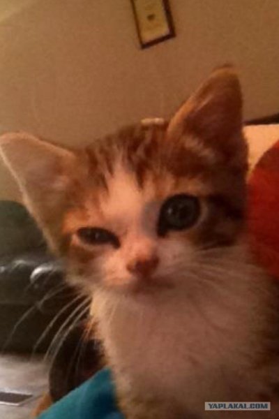 Кот подозревает