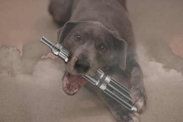 Животные курят