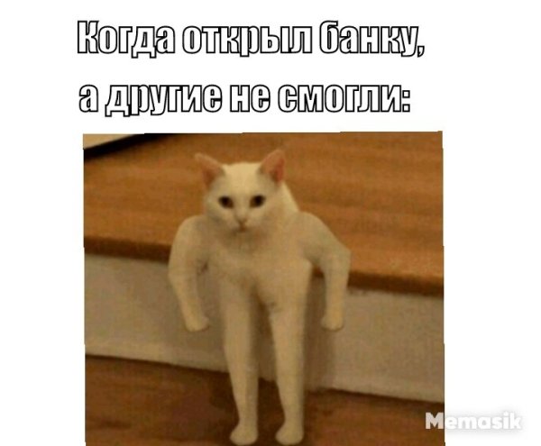 Коты мемы