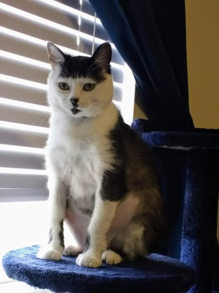 Кот со смешной челкой