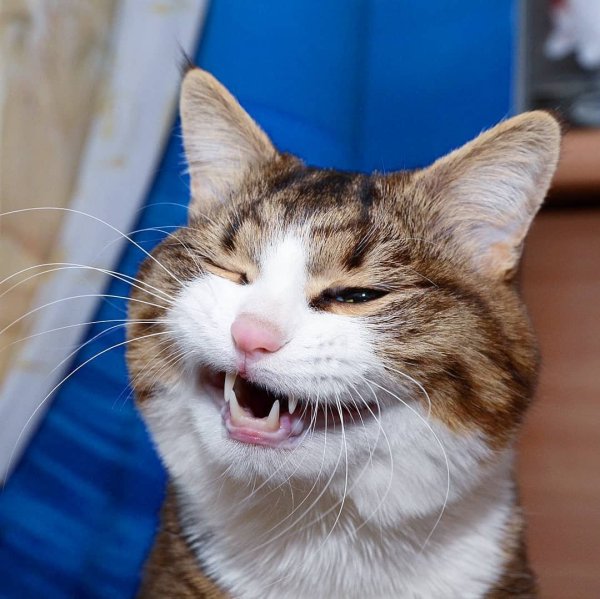 Кошачья морда