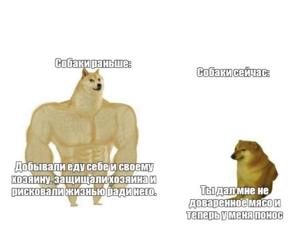 Мемы про собак раньше и сейчас