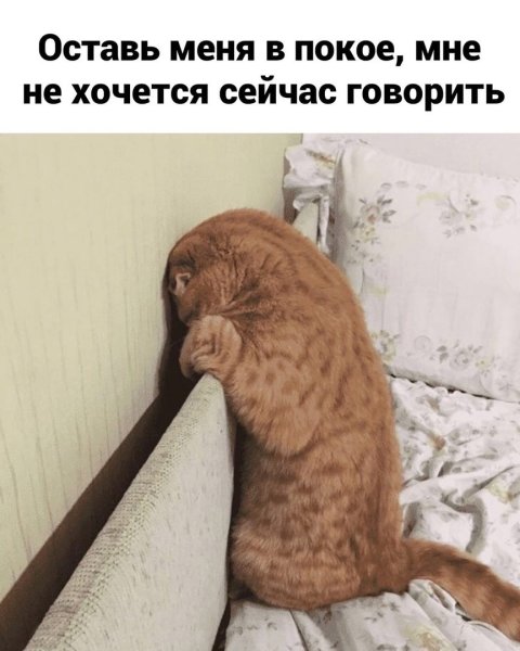 Кот отвернулся обиделся